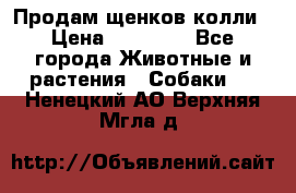 Продам щенков колли › Цена ­ 15 000 - Все города Животные и растения » Собаки   . Ненецкий АО,Верхняя Мгла д.